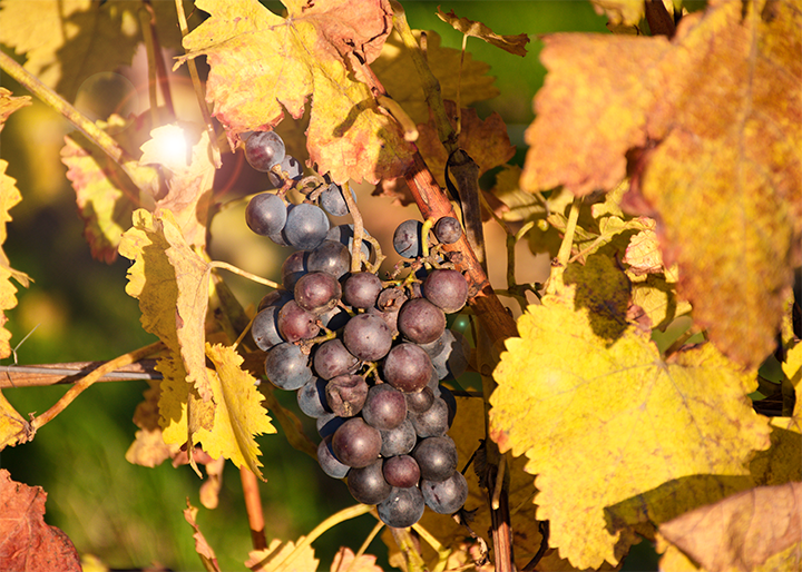 Vinyard